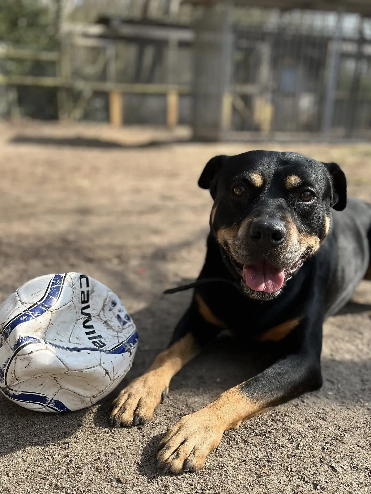 Hunde-Opi Rocky ist ein echter Fußballfan