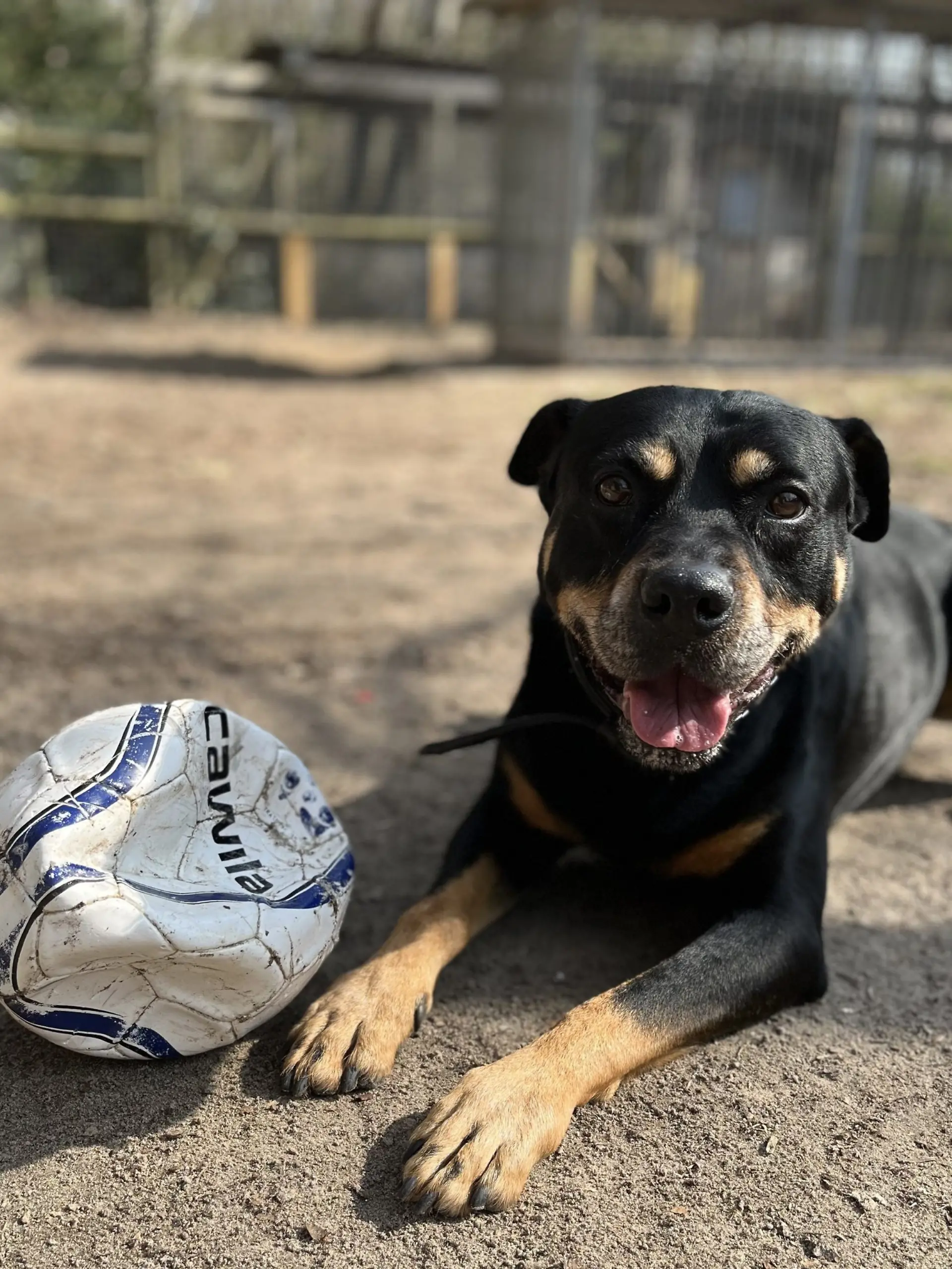 Hunde-Opi Rocky ist ein echter Fußballfan