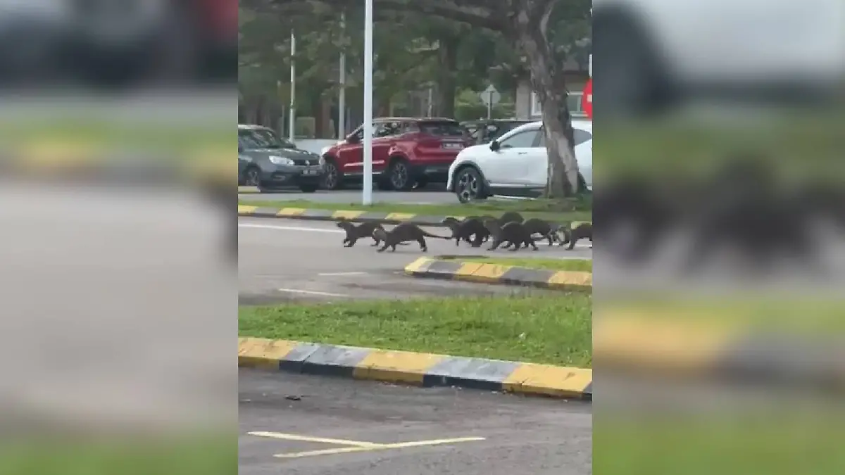 Beobachter filmen, wie die aggressiven Otter nach dem Angriff aus dem Park fliehen.