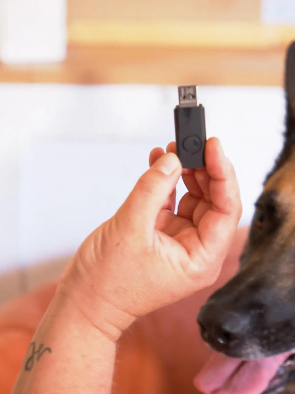 Ausbildung Datenspeicherspürhunde
