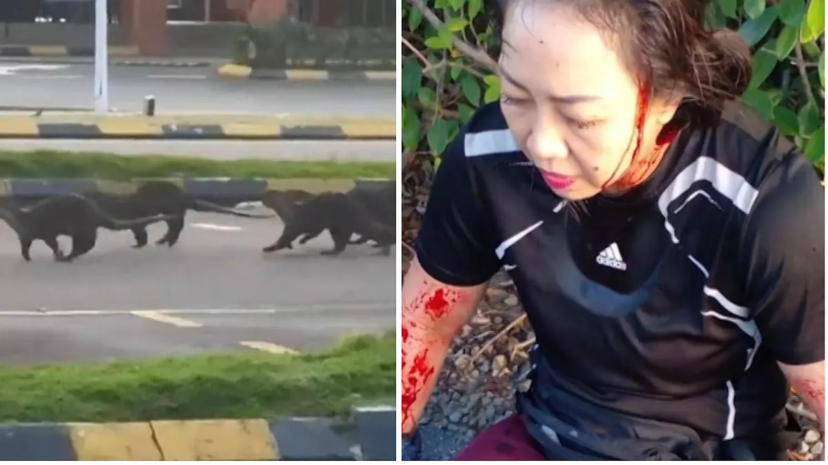 Otterbande greift ahnungslose Joggerin an, Frau bleibt blutend und weinend zurück
