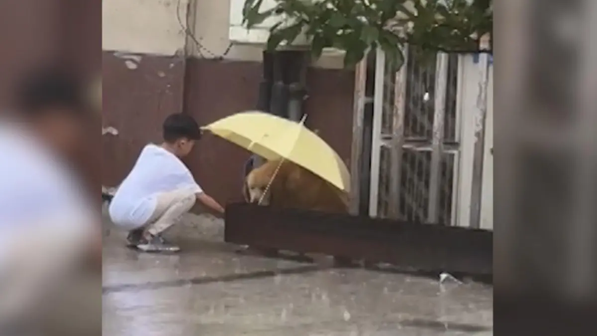 Junge schützt Hund vor Regen und erobert die Herzen Kleiner Held, große Tat!