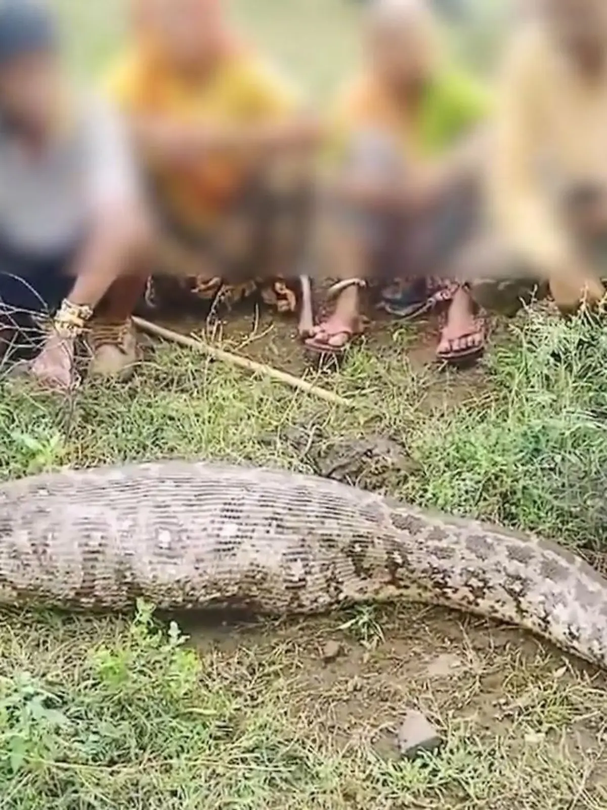 Eine Python verschlingt das Kalb einer Antilopenrasse. Die Bauern und Helfer bringen sie dazu, das Tier wieder herauszuwürgen.