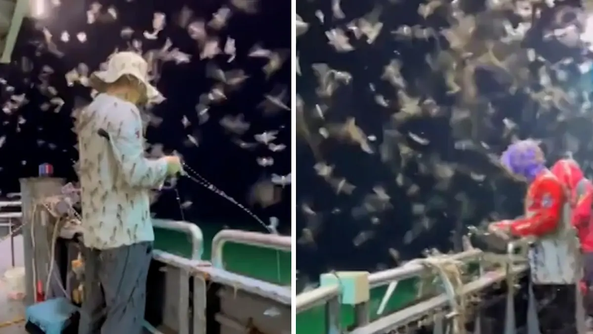 Tausende Libellen schwirren um Angler herum – Insekteninvasion!