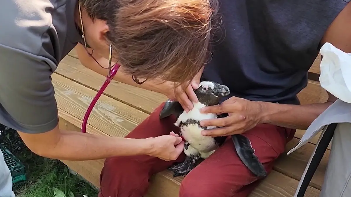 Pinguin überlebt dank Taifun