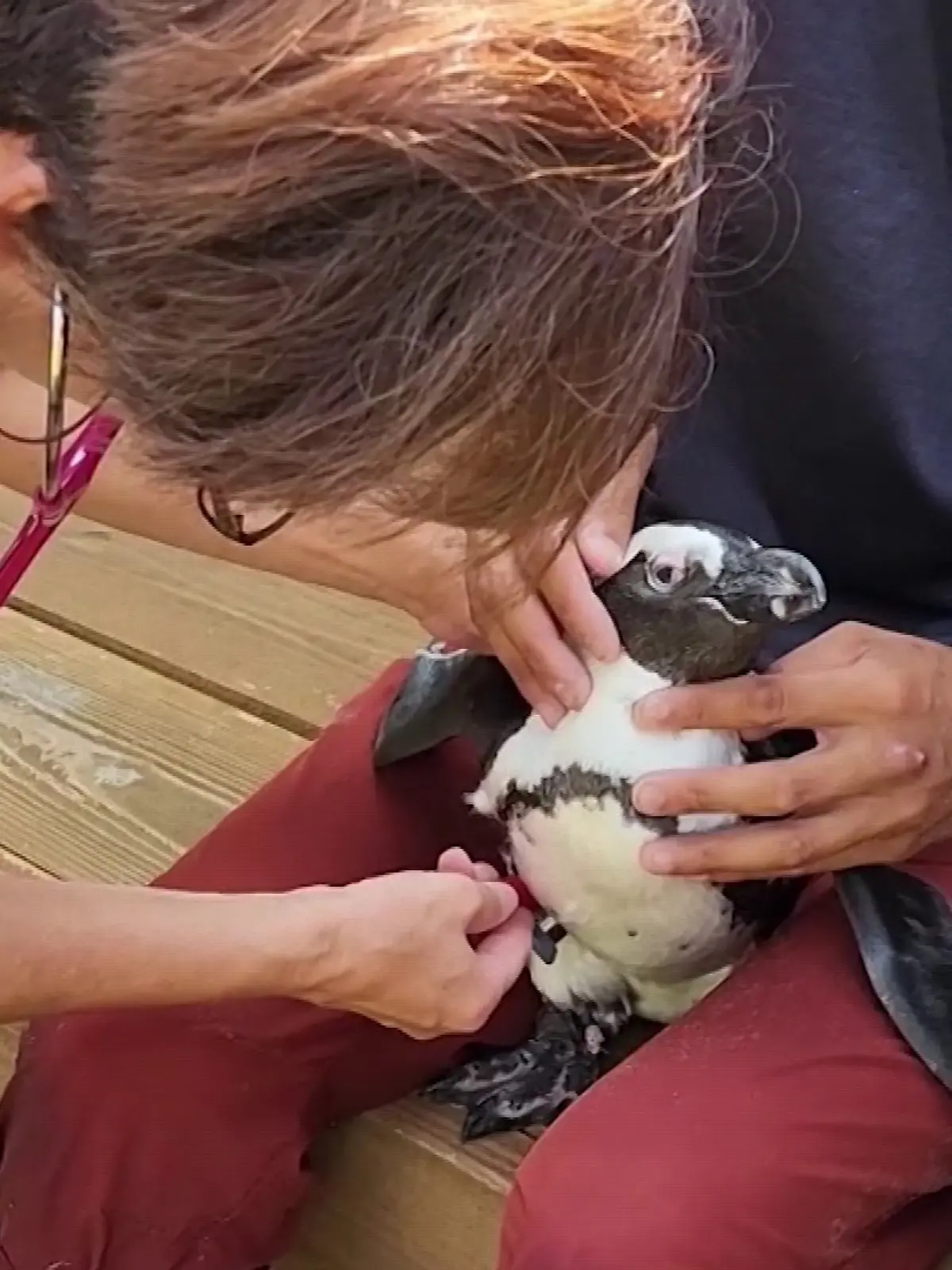 Bild zu: "Pinguindame Pen überlebt im offenen Meer- rettete ein Taifun ihr das Leben?"