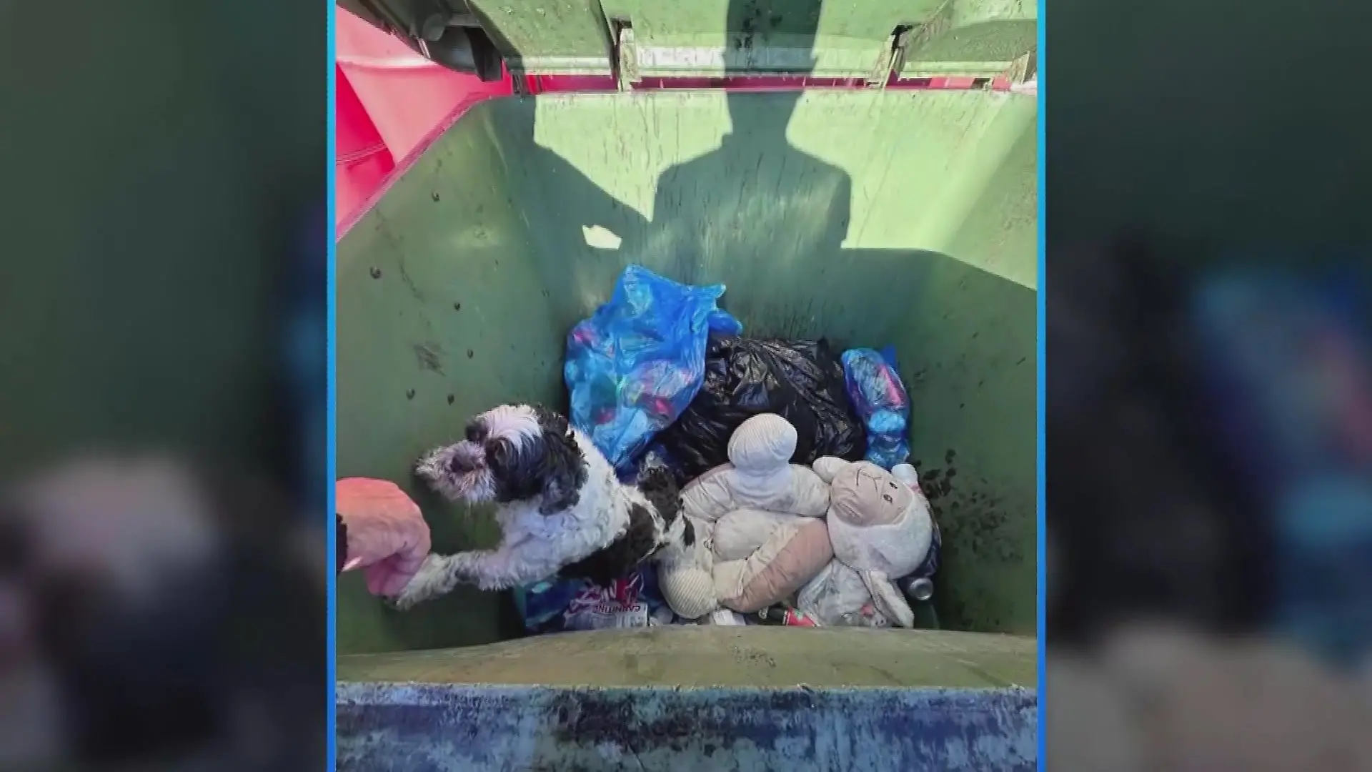 Simon Mohoric fand den ängstlichen Welpen in einem Müllcontainer.