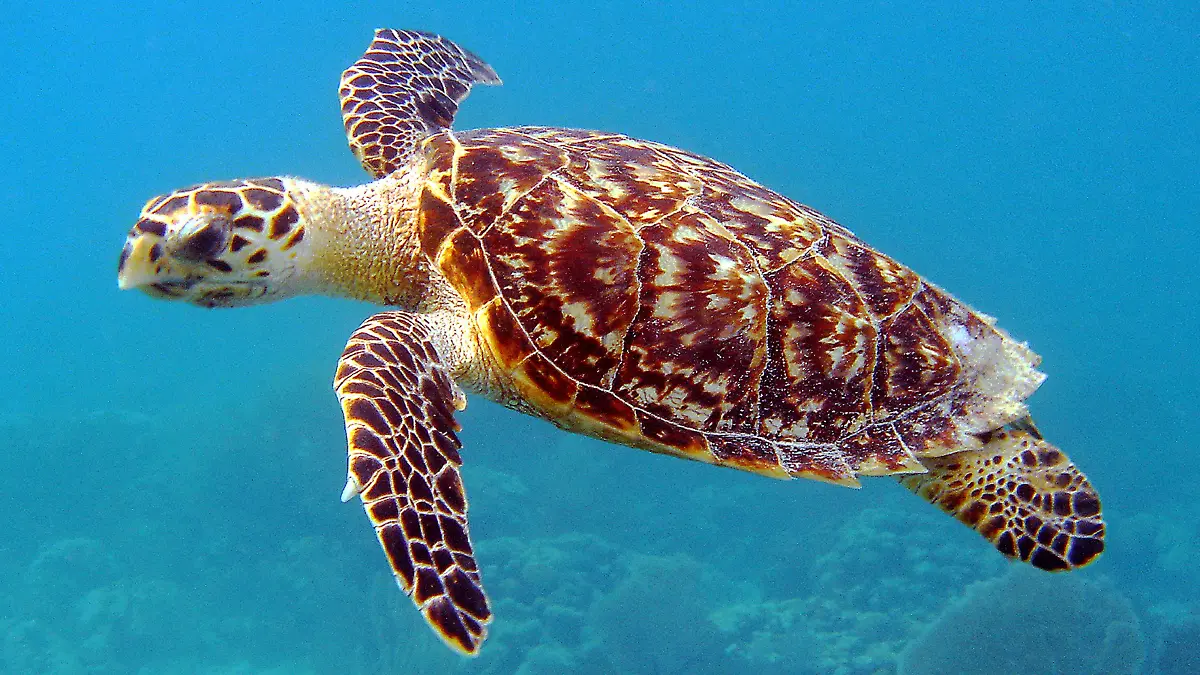 April 3, 2016 - Miami, FL, United States of America - A Hawksbill Sea Turtle swimming underneath the sea at the off the coast of Florida