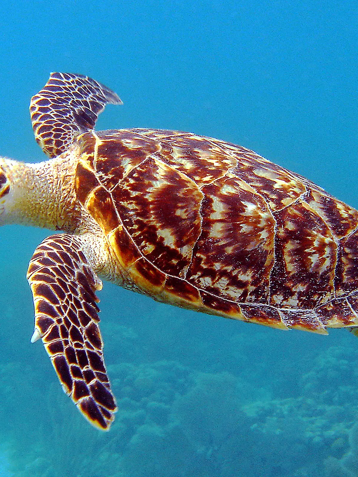 April 3, 2016 - Miami, FL, United States of America - A Hawksbill Sea Turtle swimming underneath the sea at the off the coast of Florida