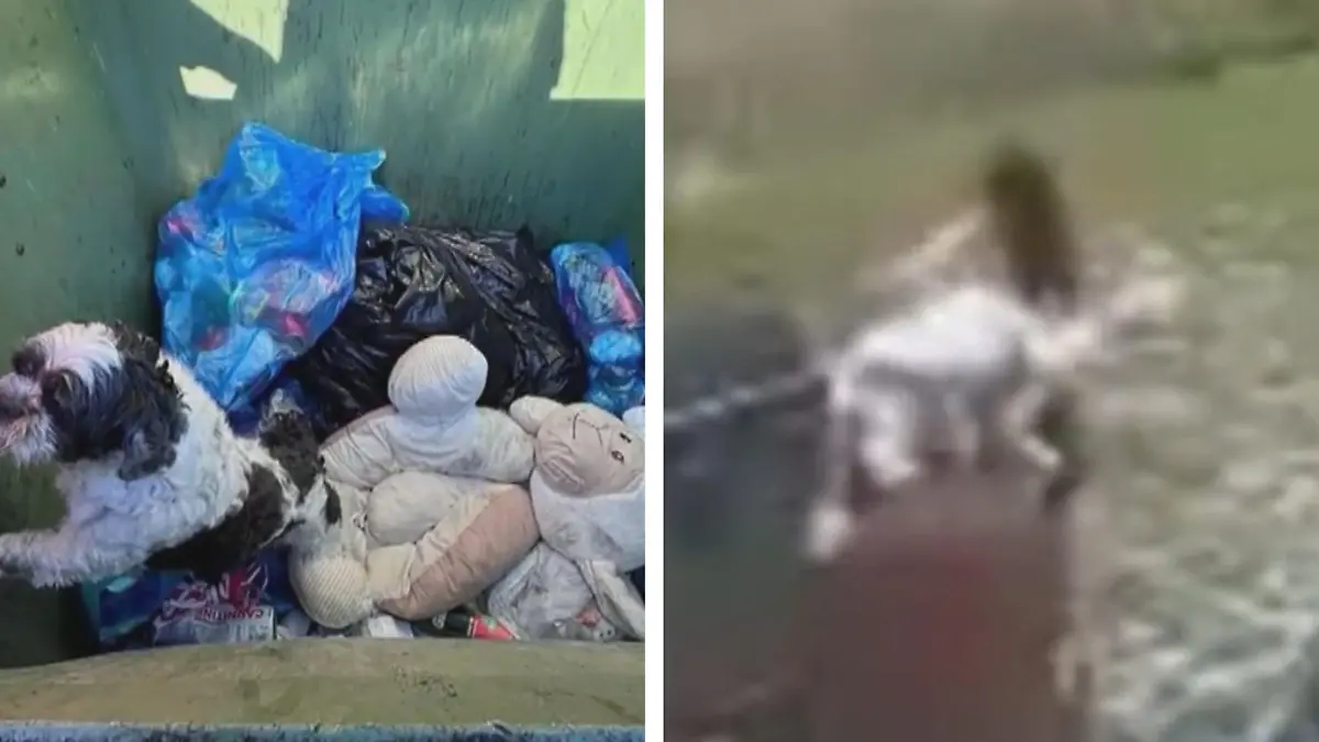 Frau schlägt Welpen – und wirft ihn in den Müll! Er überlebt zwei Tage im Müll
