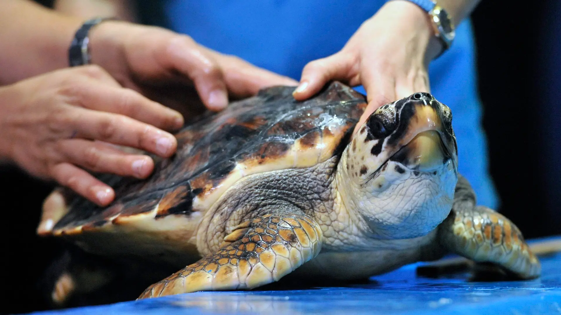 ARCHIV - 23.05.2014, Australien, Melbourne: Aquarianer führen im Rahmen des Weltschildkrötentags im SEA LIFE Melbourne Aquarium einen routinemäßigen Gesundheitscheck an der rehabilitierten Meeresschildkröte "Blair" durch. (zu dpa «Mysteriöse «Panzer-Krankheit» bei australischen Meeresschildkröten») Foto: Julian Smith/AAP/dpa +++ dpa-Bildfunk +++