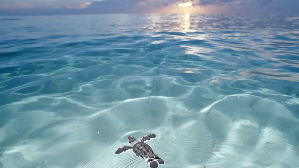 Dec 31, 2008 - Malaysia - Swimming Baby Green sea turtle, green turtle, Chelonia mydas, Pacific ocean, Borneo, Sipadan. Exact date unknown +++(c) dpa - Report+++