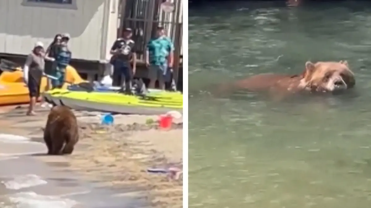 Badebär macht einen Strandspaziergang. Wo ist das Wasser? 