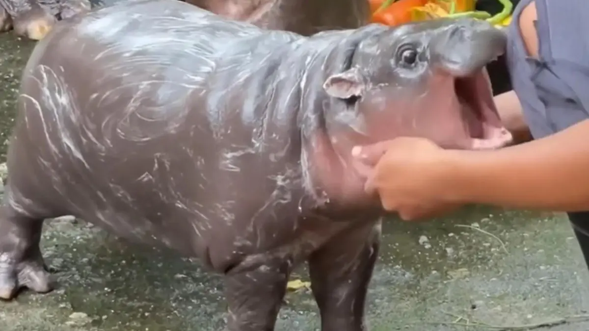 Niedlicher Angriff! Nilpferdbaby beißt Tierpflegerin ins Bein, während Mama in der Nähe füttert!