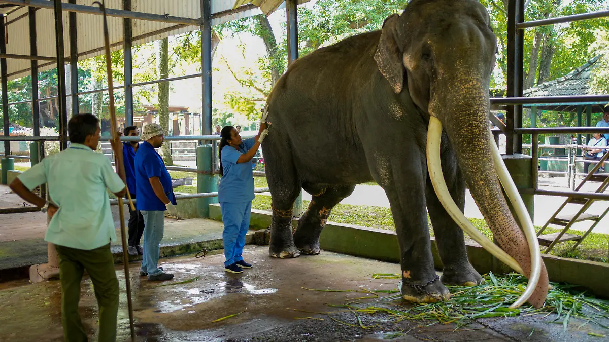 A veterinary surgeon attends to the Asian elephant Sak Surin, gifted by the Thai Royal family and named Muthu Raja or pearly king in Sri Lanka, at the national zoological garden in Colombo, Sri Lanka, Friday, June 30, 2023. Sak Surin, or the honor of the Thai province of Surin, spends its last hours in Sri Lanka its adopted home, awaiting to be airlifted back to its country of birth after alleged abuse. (AP Photo/Eranga Jayawardena)