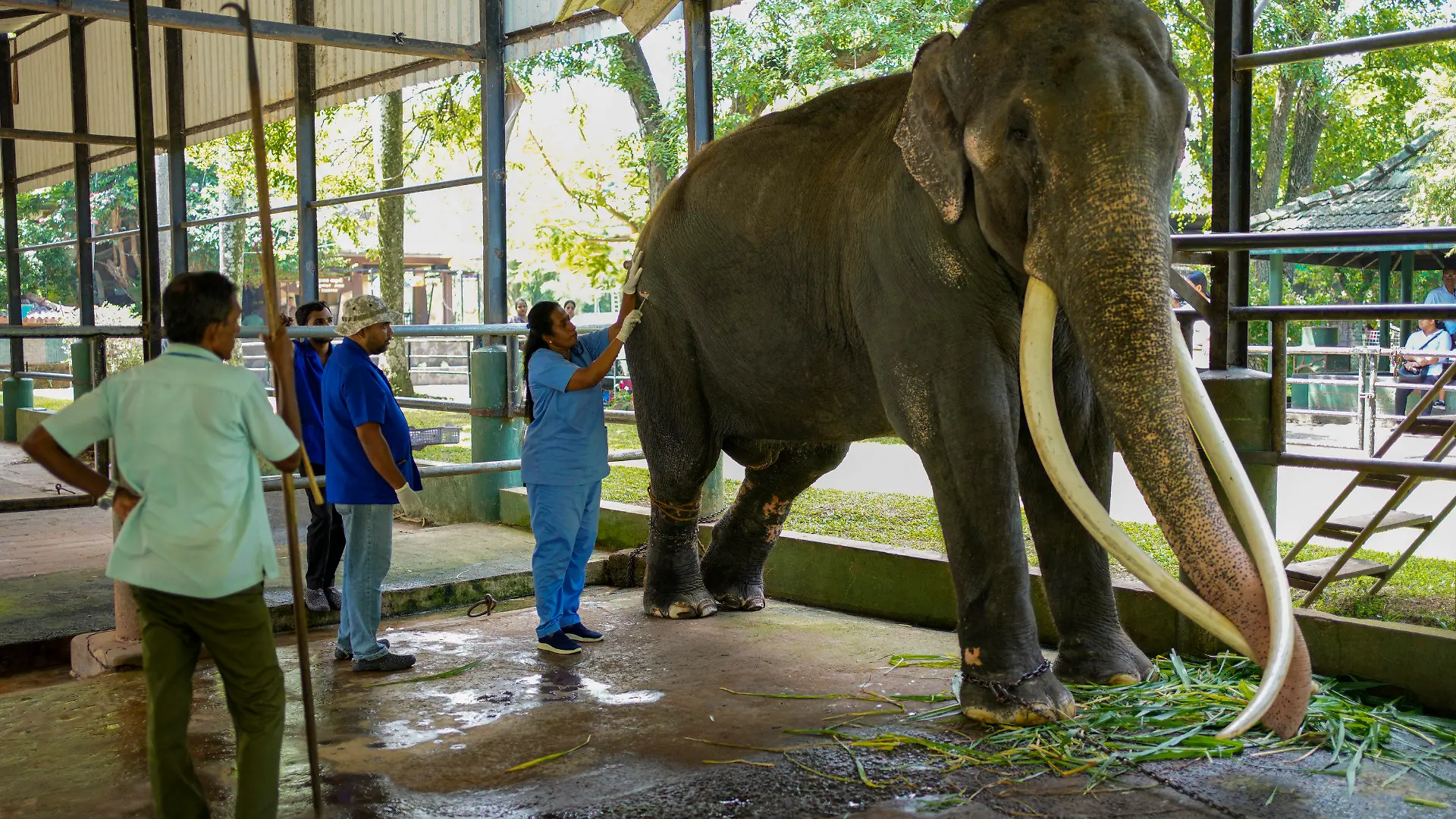 A veterinary surgeon attends to the Asian elephant Sak Surin, gifted by the Thai Royal family and named Muthu Raja or pearly king in Sri Lanka, at the national zoological garden in Colombo, Sri Lanka, Friday, June 30, 2023. Sak Surin, or the honor of the Thai province of Surin, spends its last hours in Sri Lanka its adopted home, awaiting to be airlifted back to its country of birth after alleged abuse. (AP Photo/Eranga Jayawardena)