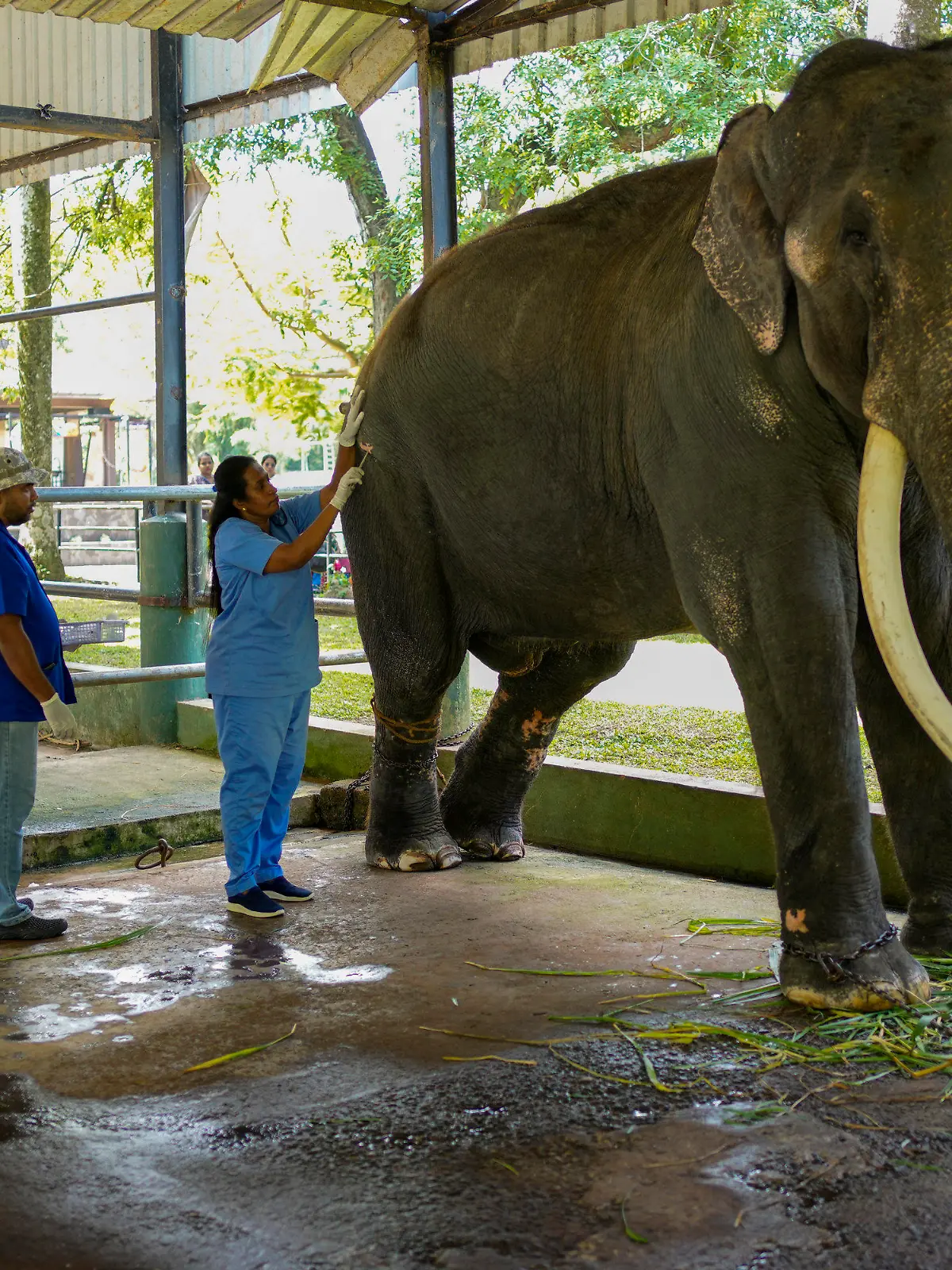 A veterinary surgeon attends to the Asian elephant Sak Surin, gifted by the Thai Royal family and named Muthu Raja or pearly king in Sri Lanka, at the national zoological garden in Colombo, Sri Lanka, Friday, June 30, 2023. Sak Surin, or the honor of the Thai province of Surin, spends its last hours in Sri Lanka its adopted home, awaiting to be airlifted back to its country of birth after alleged abuse. (AP Photo/Eranga Jayawardena)