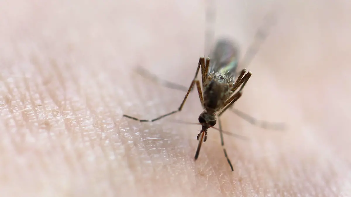 Mückenstich Berlin, 18.08.18, Mücke in Nahaufnahme beim Stich in menschliche Haut Berlin Deutschland *** Mosquito bite Berlin 18 08 18 mosquito in close-up on sting in human skin Berlin Germany  