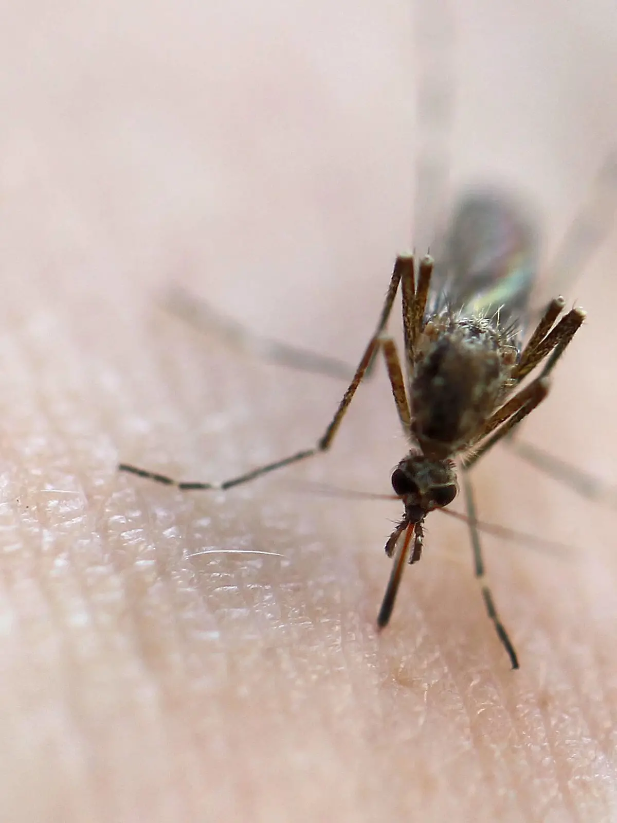 Mückenstich Berlin, 18.08.18, Mücke in Nahaufnahme beim Stich in menschliche Haut Berlin Deutschland *** Mosquito bite Berlin 18 08 18 mosquito in close-up on sting in human skin Berlin Germany  