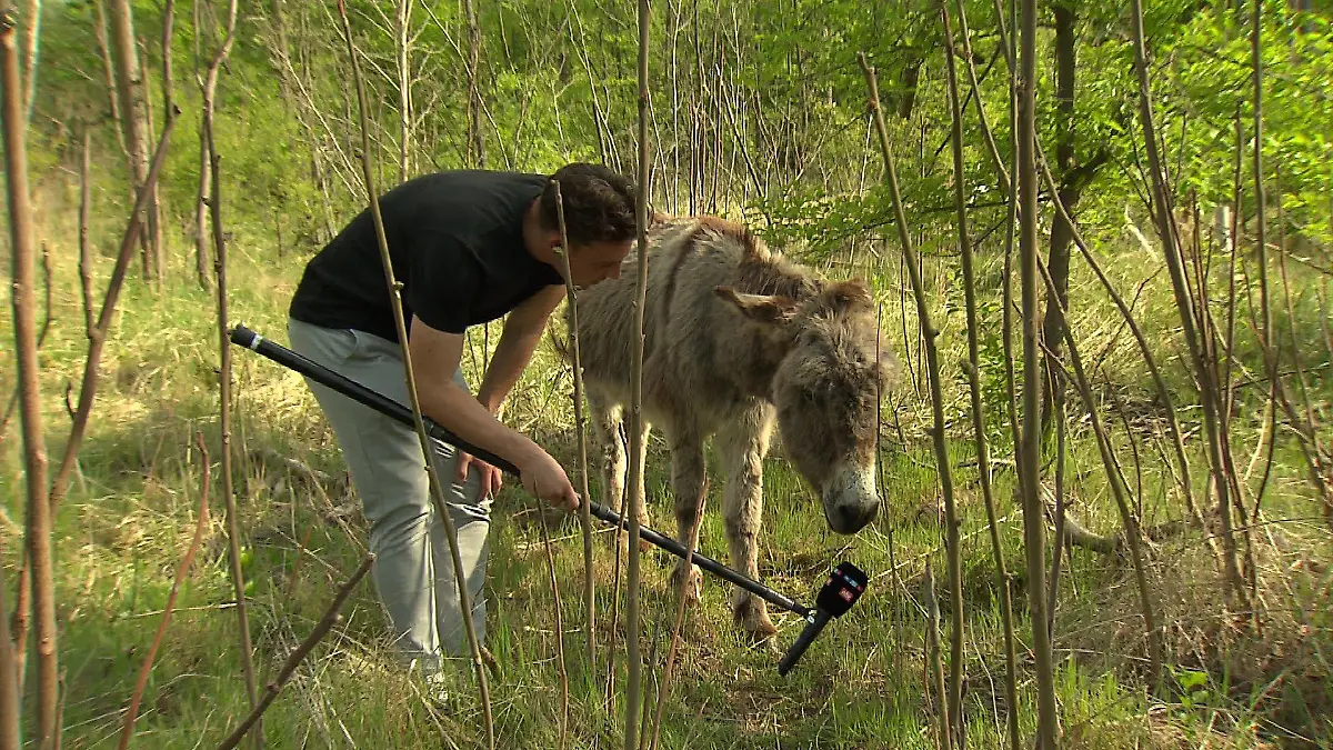 Esel mit RTL-Reporter