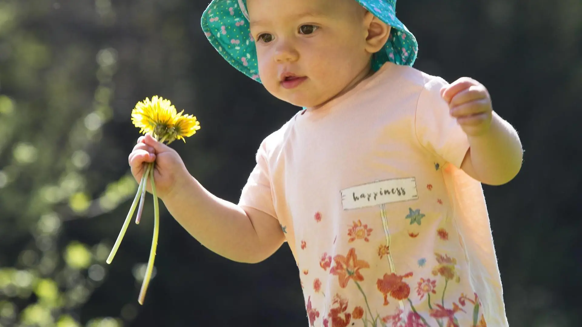 Baby girl on meadow picking dandelions model released Symbolfoto PUBLICATIONxINxGERxSUIxAUTxHUNxONLY WWF003949
Baby Girl ON Meadow Picking dandelions Model released Symbolic image PUBLICATIONxINxGERxSUIxAUTxHUNxONLY WWF003949