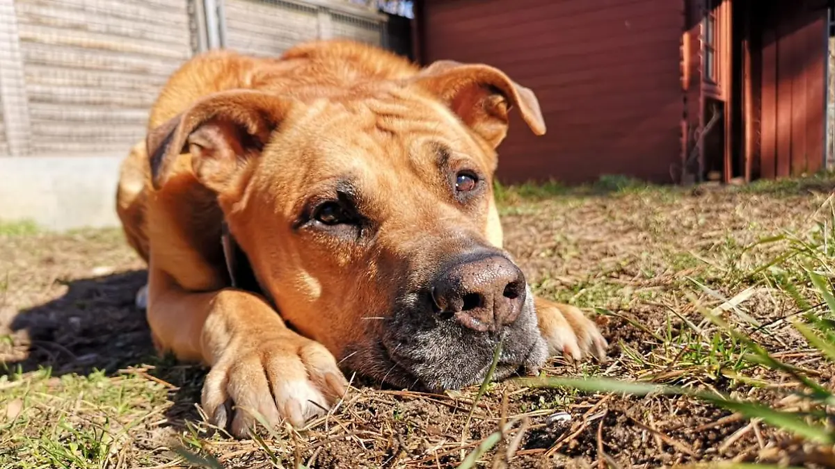 Charly ist schon elf Jahre alt - aber ein durchaus fitter und aktiver Hunde-Opa.