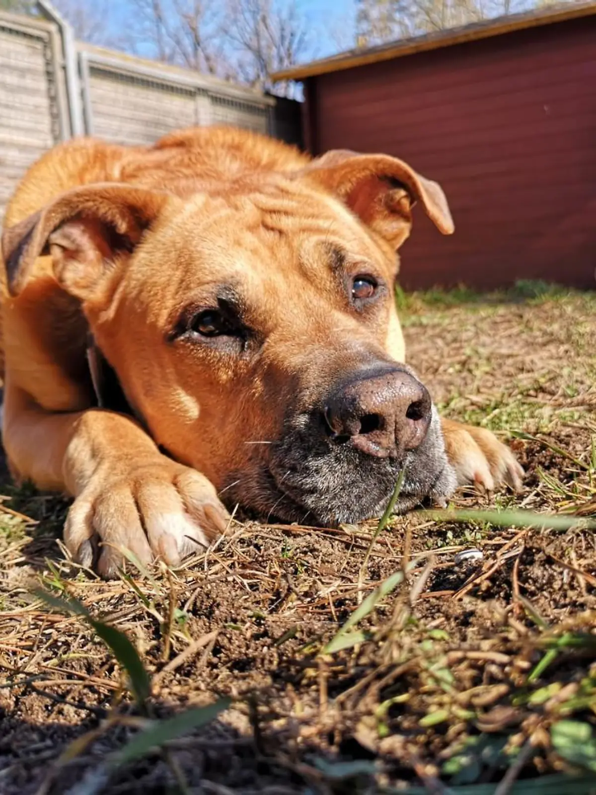 Charly ist schon elf Jahre alt - aber ein durchaus fitter und aktiver Hunde-Opa.