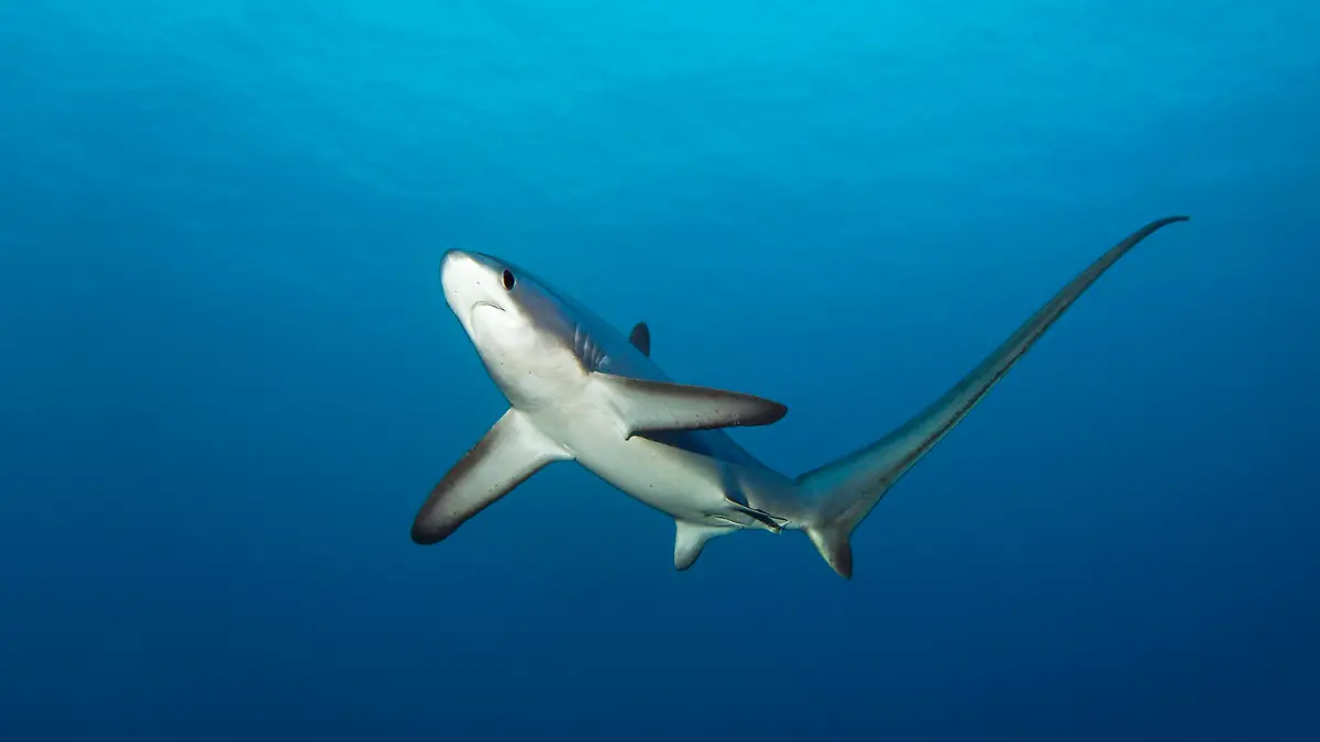 Gemeiner Fuchshai oder Drescher (Alopias vulpinus), schwimmt im offenen Meer, gefährdet, Brother Islands, El Akhawein, Rotes Meer, Ägypten, Afrika