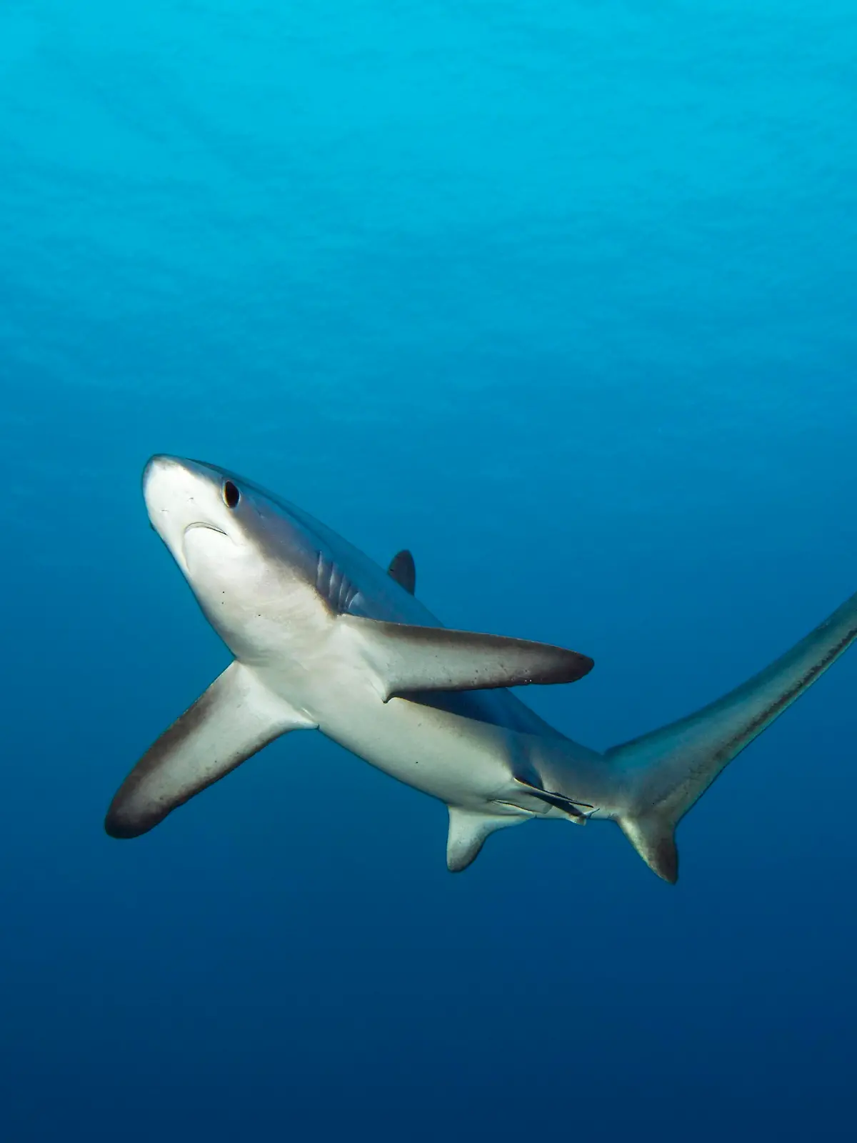 Gemeiner Fuchshai oder Drescher (Alopias vulpinus), schwimmt im offenen Meer, gefährdet, Brother Islands, El Akhawein, Rotes Meer, Ägypten, Afrika