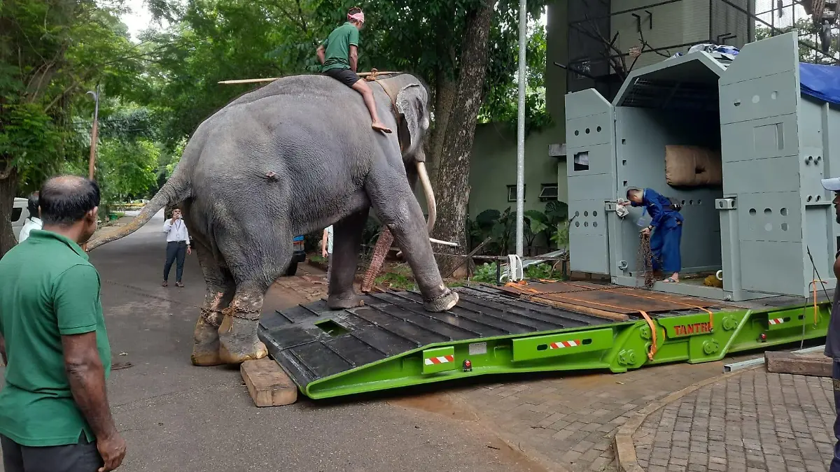 HANDOUT - 01.07.2023, Sri Lanka, Colombo: Elefantentreiber üben mit dem Elefant Muthu Raja vor dem Transport das In-die-Box-steigen im Dehiwala Zoo in Colombo. Jahrelang musste der Elefant, der in Thailand Sak Surin genannt wird, in Sri Lanka Schwerstarbeit leisten. Die Folge waren Abszesse und ein steifes linkes Vorderbein. Dabei ist der Dickhäuter eigentlich ein Geschenk Thailands. Die Regierung holt ihn nun zur Behandlung heim. (zu dpa-Korr "Thailand holt misshandelten Elefanten heim: Happy End für Sak Surin?") Foto: Uphul/Zoo Dehiwala/dpa - ACHTUNG: Nur zur redaktionellen Verwendung im Zusammenhang mit dem genannten Text und nur bei vollständiger Nennung des vorstehenden Credits +++ dpa-Bildfunk +++