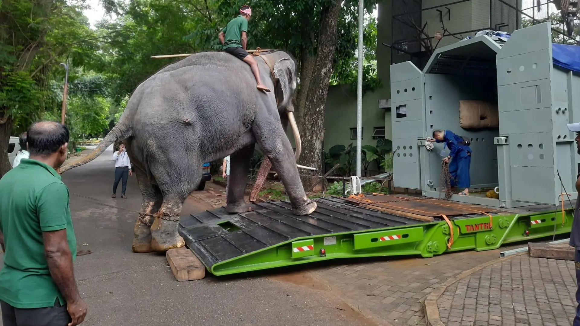 HANDOUT - 01.07.2023, Sri Lanka, Colombo: Elefantentreiber üben mit dem Elefant Muthu Raja vor dem Transport das In-die-Box-steigen im Dehiwala Zoo in Colombo. Jahrelang musste der Elefant, der in Thailand Sak Surin genannt wird, in Sri Lanka Schwerstarbeit leisten. Die Folge waren Abszesse und ein steifes linkes Vorderbein. Dabei ist der Dickhäuter eigentlich ein Geschenk Thailands. Die Regierung holt ihn nun zur Behandlung heim. (zu dpa-Korr "Thailand holt misshandelten Elefanten heim: Happy End für Sak Surin?") Foto: Uphul/Zoo Dehiwala/dpa - ACHTUNG: Nur zur redaktionellen Verwendung im Zusammenhang mit dem genannten Text und nur bei vollständiger Nennung des vorstehenden Credits +++ dpa-Bildfunk +++