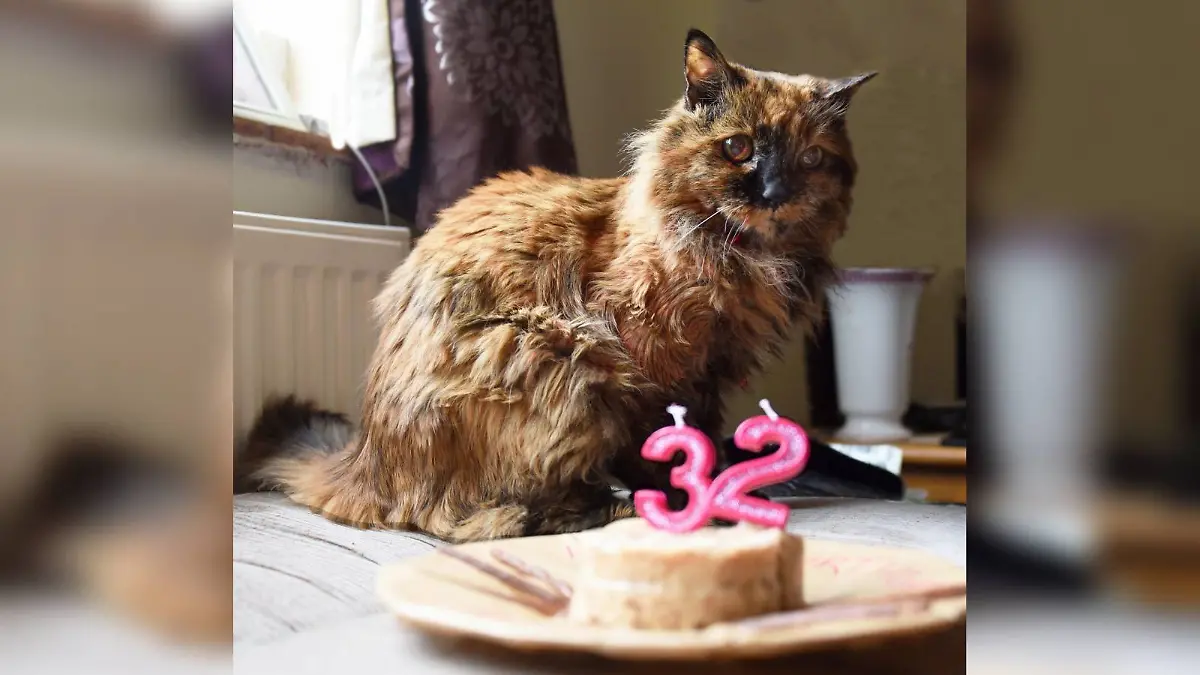 Älteste Katze der Welt wurde 32 Jahre alt.