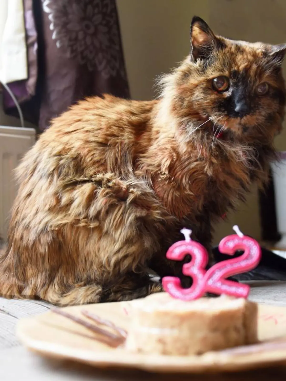 Älteste Katze der Welt wurde 32 Jahre alt.