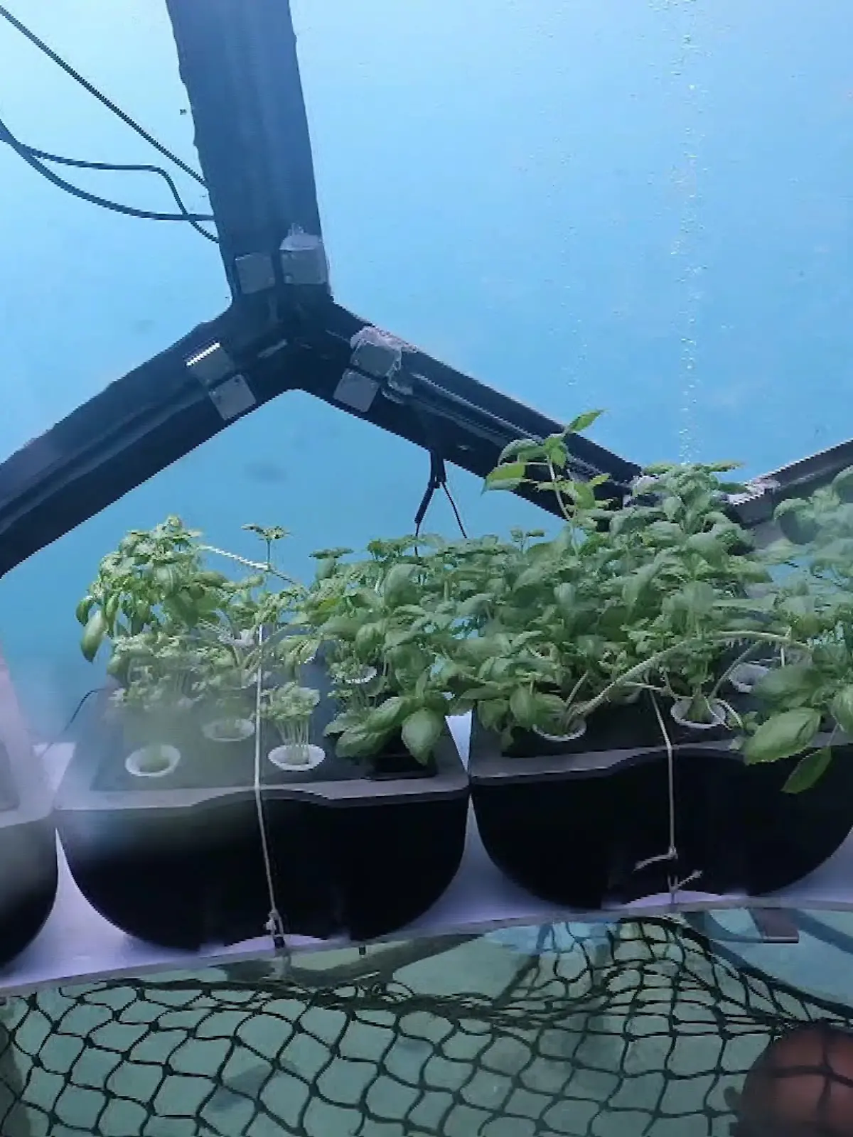 Bild zu: "Hier wachsen Erdbeeren unter Wasser!"