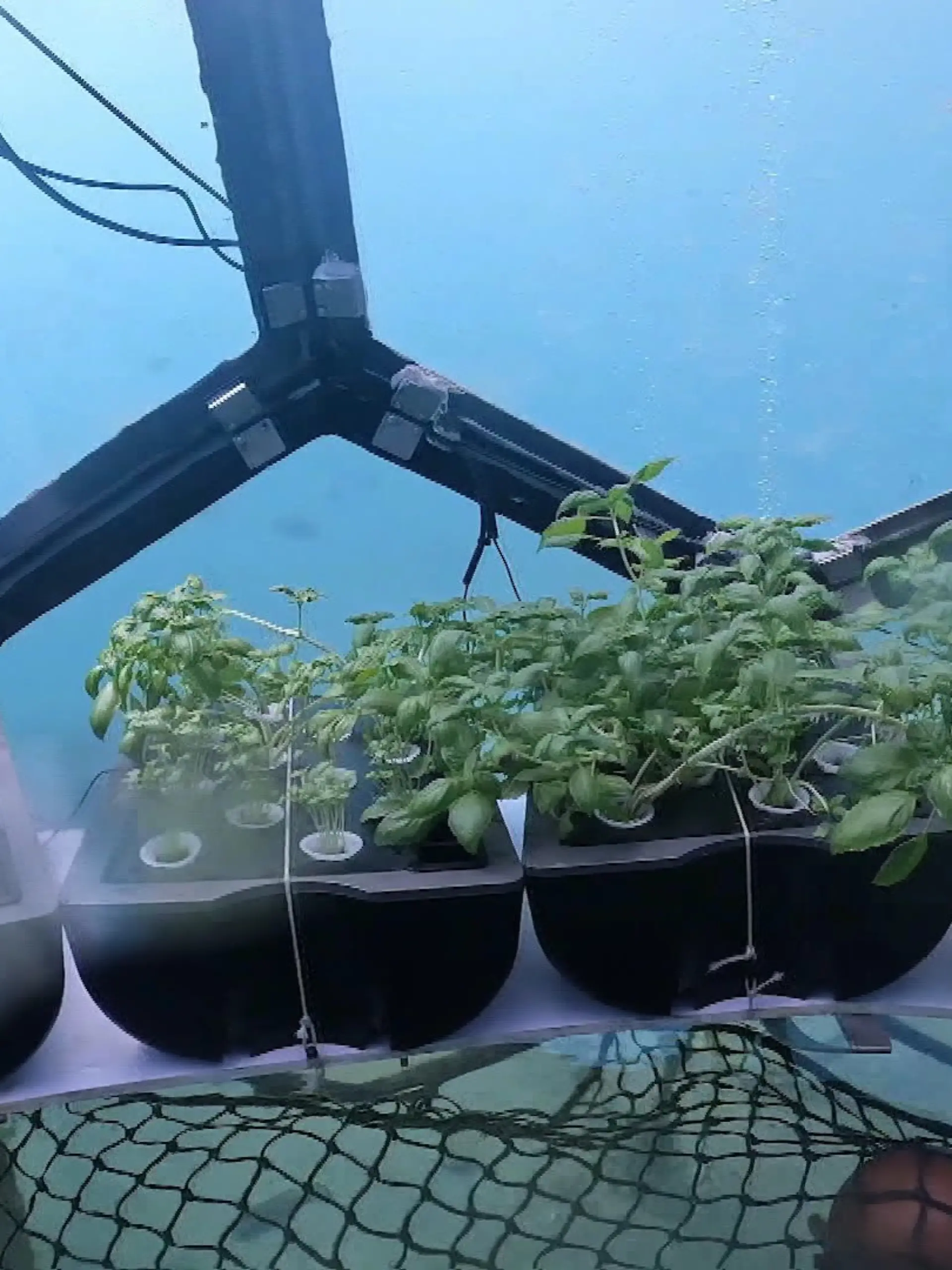 Bild zu: "Hier wachsen Erdbeeren unter Wasser!"