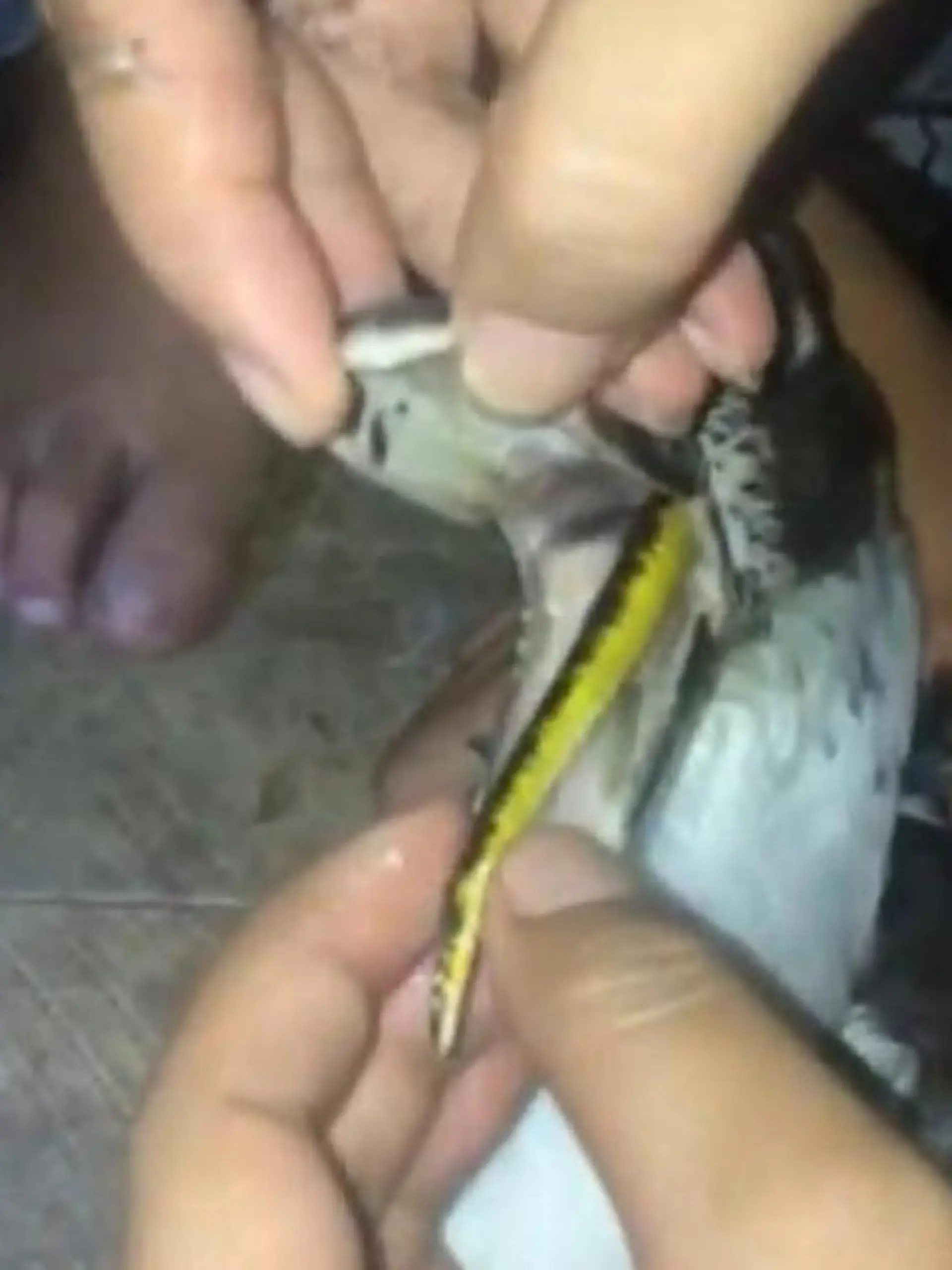 Bild zu: "Familie im Visier der Giftschlange! Haus-Ente frisst Kobra"