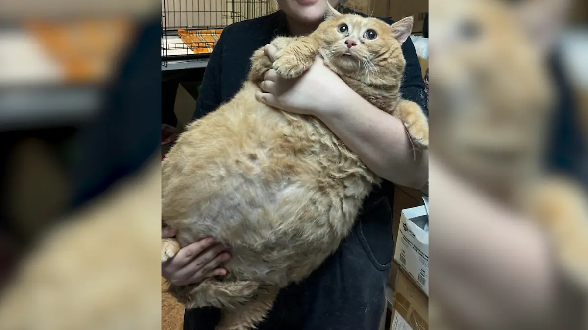 Katze Kroshik bleibt bei seinem Fluchtversuch aus dem Diät-Camp im Schuhregal stecken.