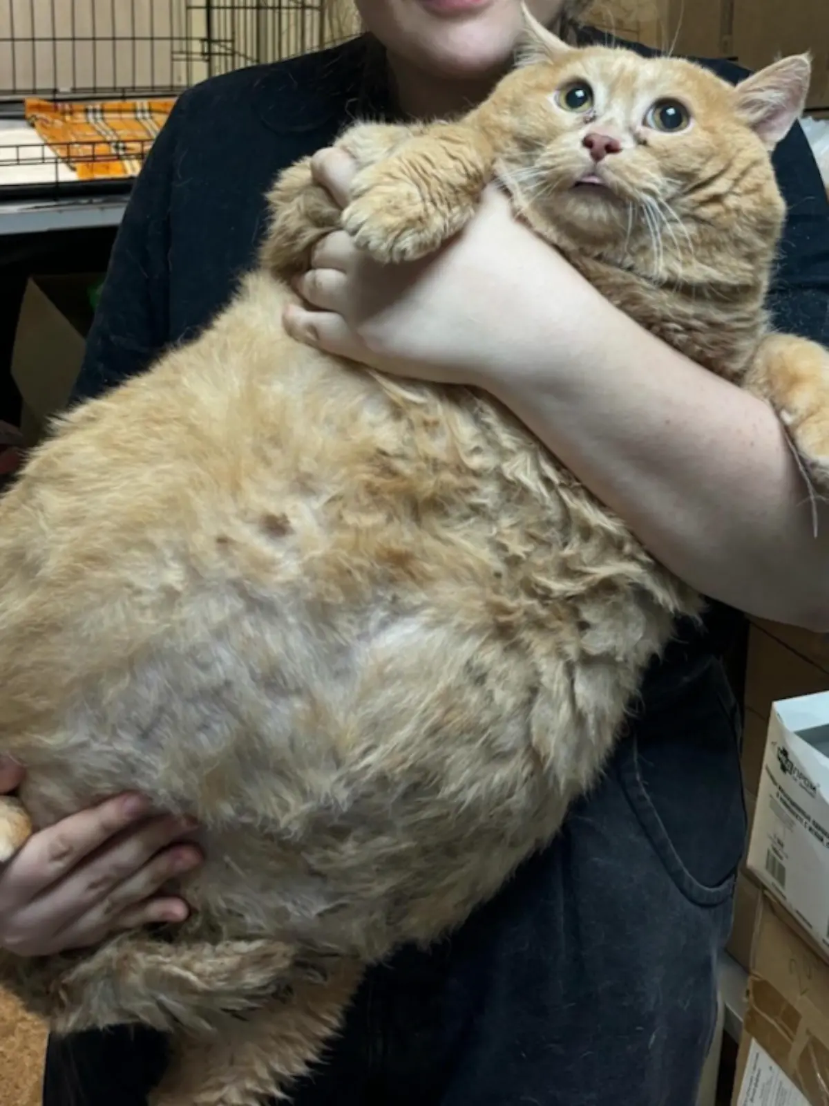 Katze Kroshik bleibt bei seinem Fluchtversuch aus dem Diät-Camp im Schuhregal stecken.
