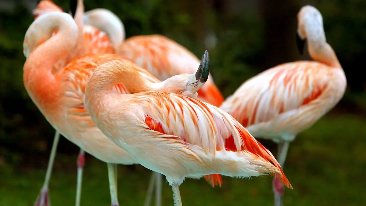 ARCHIV - 06.04.2004, Bayern, Geiselwind: Flamingos stehen im Freizeitpark Geiselwind. Foto: Karl-Josef Hildenbrand/dpa +++ dpa-Bildfunk +++