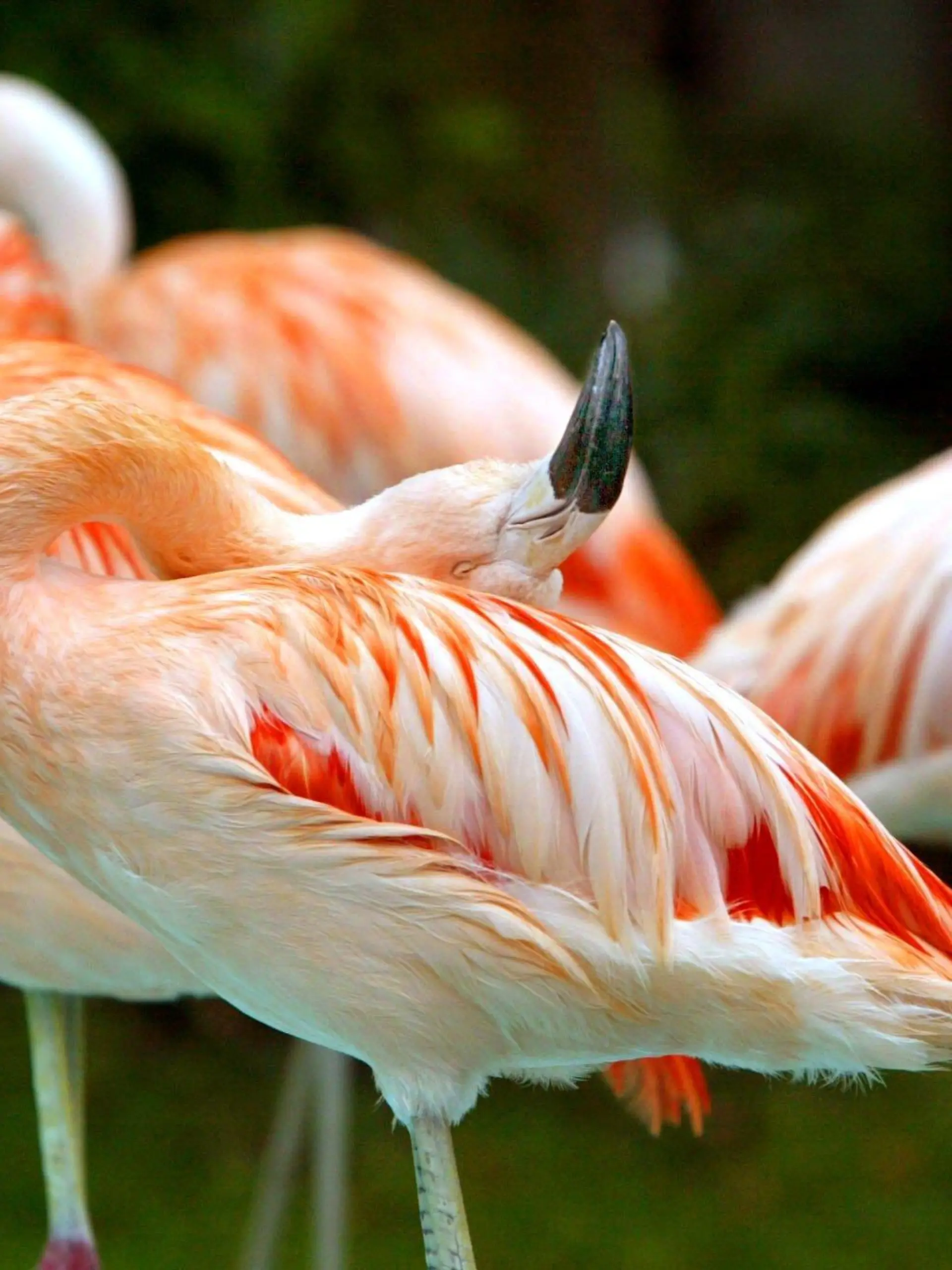 ARCHIV - 06.04.2004, Bayern, Geiselwind: Flamingos stehen im Freizeitpark Geiselwind. Foto: Karl-Josef Hildenbrand/dpa +++ dpa-Bildfunk +++