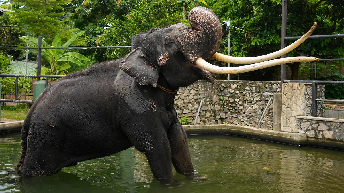 Asian elephant Sak Surin, gifted by the Thai Royal family and named Muthu Raja or pearly king in Sri Lanka, stands by a water pond at the national zoological garden in Colombo, Sri Lanka, Friday, June 30, 2023. Sak Surin, or the honor of the Thai province of Surin, spends its last hours in Sri Lanka its adopted home, awaiting to be airlifted back to its country of birth after alleged abuse. (AP Photo/Eranga Jayawardena)