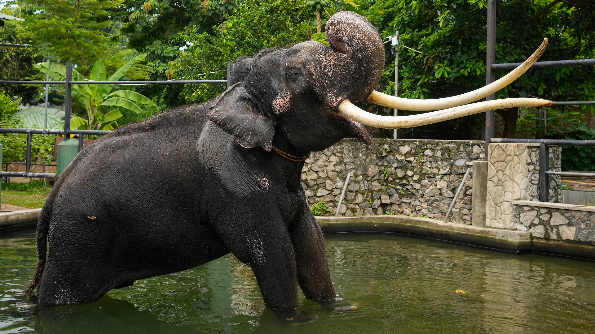 Asian elephant Sak Surin, gifted by the Thai Royal family and named Muthu Raja or pearly king in Sri Lanka, stands by a water pond at the national zoological garden in Colombo, Sri Lanka, Friday, June 30, 2023. Sak Surin, or the honor of the Thai province of Surin, spends its last hours in Sri Lanka its adopted home, awaiting to be airlifted back to its country of birth after alleged abuse. (AP Photo/Eranga Jayawardena)