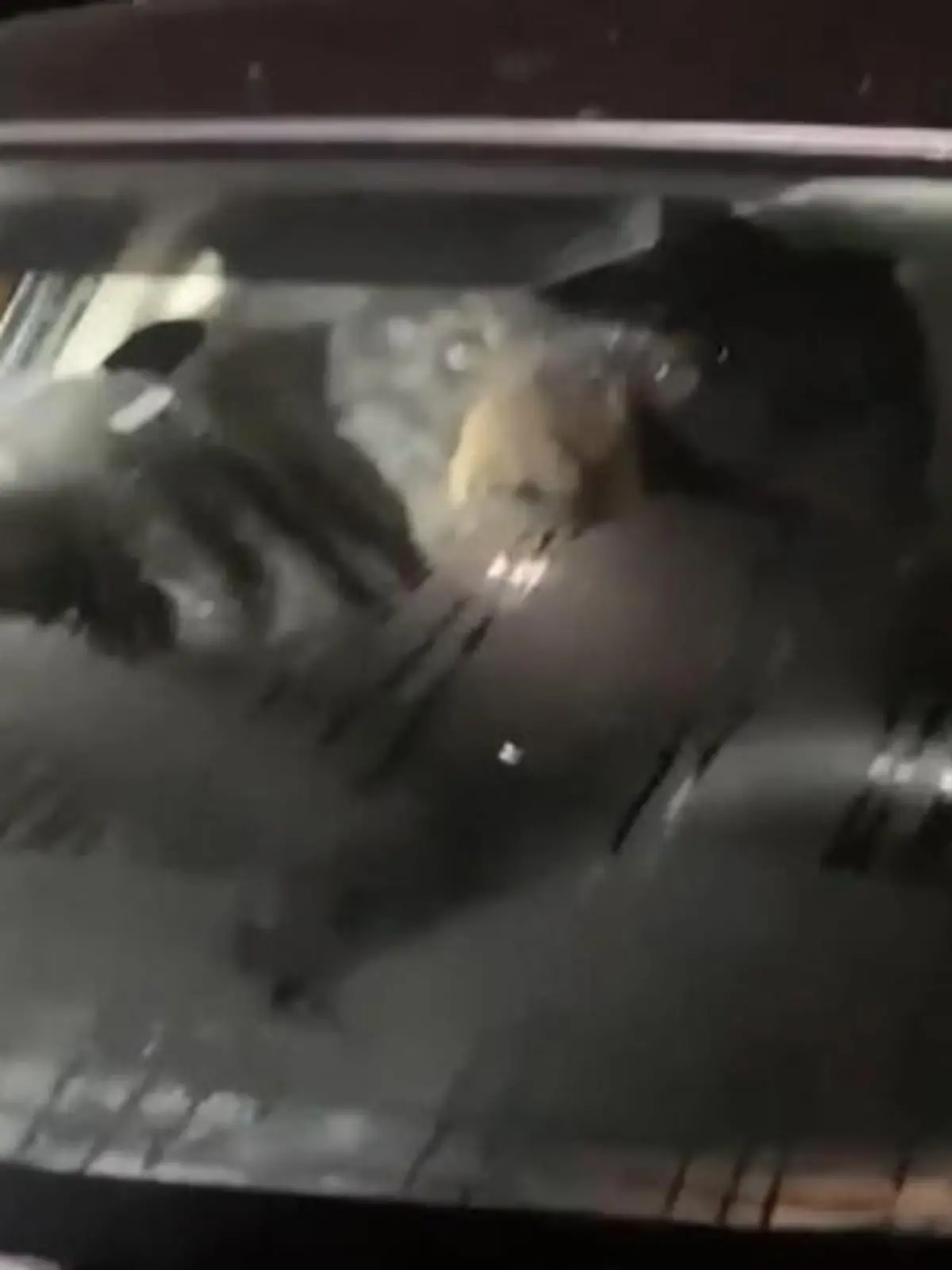 In diesem Auto steckt tatsächlich ein Bär – kein Scherz! Das ganze ist in Cornwall im US-Bundesstaat Connecticut passiert. Cody Gillotti merkte, dass am Auto seiner Schwiegermutter etwas nicht stimmte. Der riesige Schwarzbär saß am Steuer und hatte die Scheinwerfer eingeschaltet.