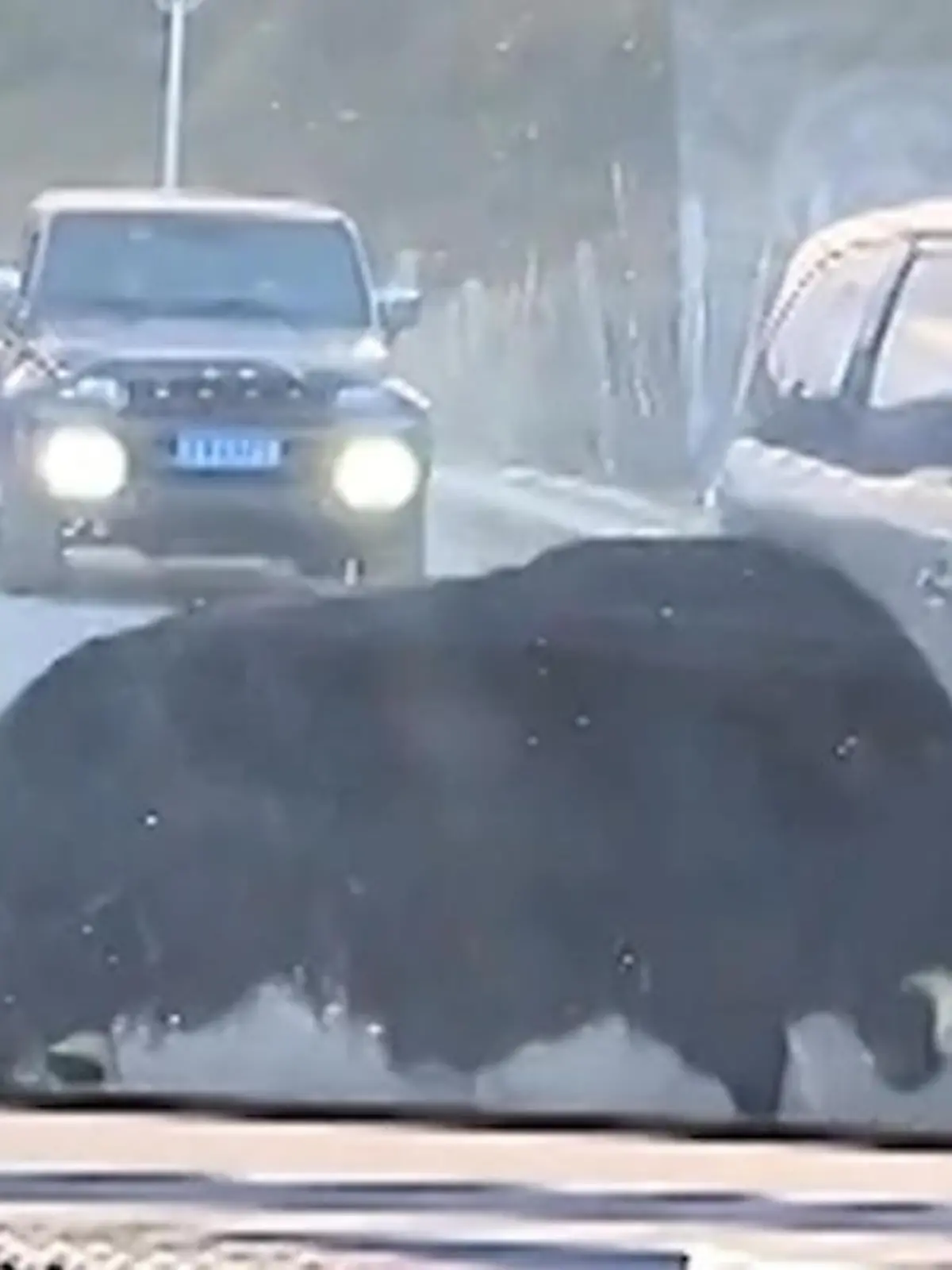 Bild zu: "Rambo-Yak zerlegt sechs Autos! Reaktion der Fahrer macht sprachlos"