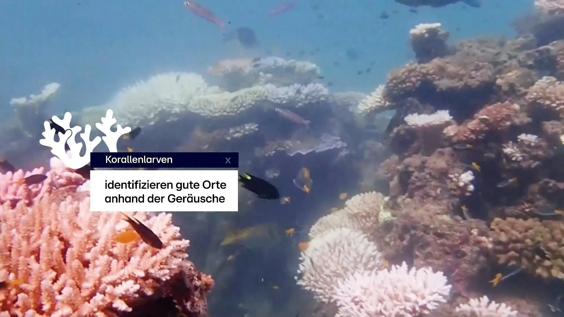 Mit Beschallung wachsen Korallen schneller Disco für Korallenriff