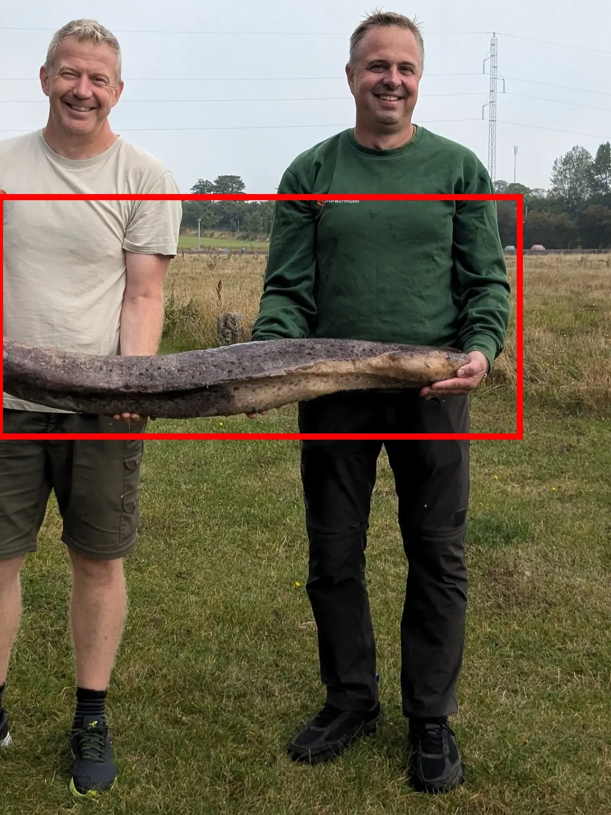 Bei Reinigungsarbeiten am Strand von Bornholm machen zwei Männer einen ungewöhnlichen Fund: Sie stoßen auf einen anderthalb Meter langen Walpenis, den sie erst für eine Seeschlange halten.