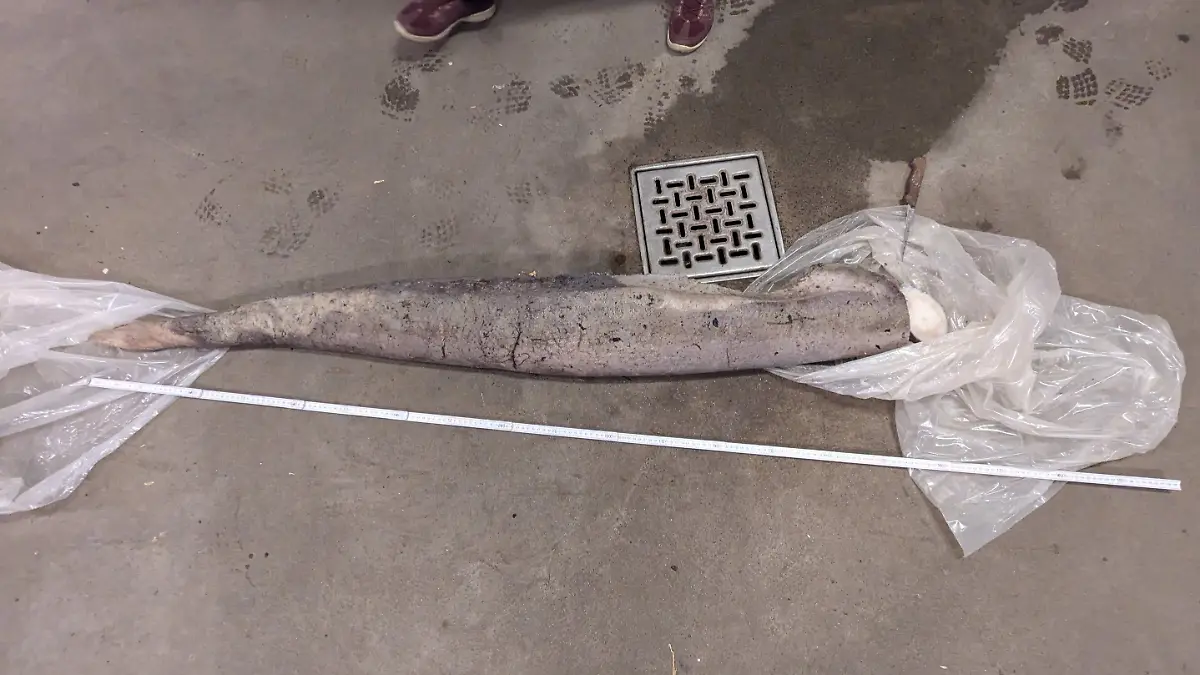 Bei Reinigungsarbeiten am Strand von Bornholm machen zwei Männer einen ungewöhnlichen Fund: Sie stoßen auf einen anderthalb Meter langen Walpenis, den sie erst für eine Seeschlange halten.