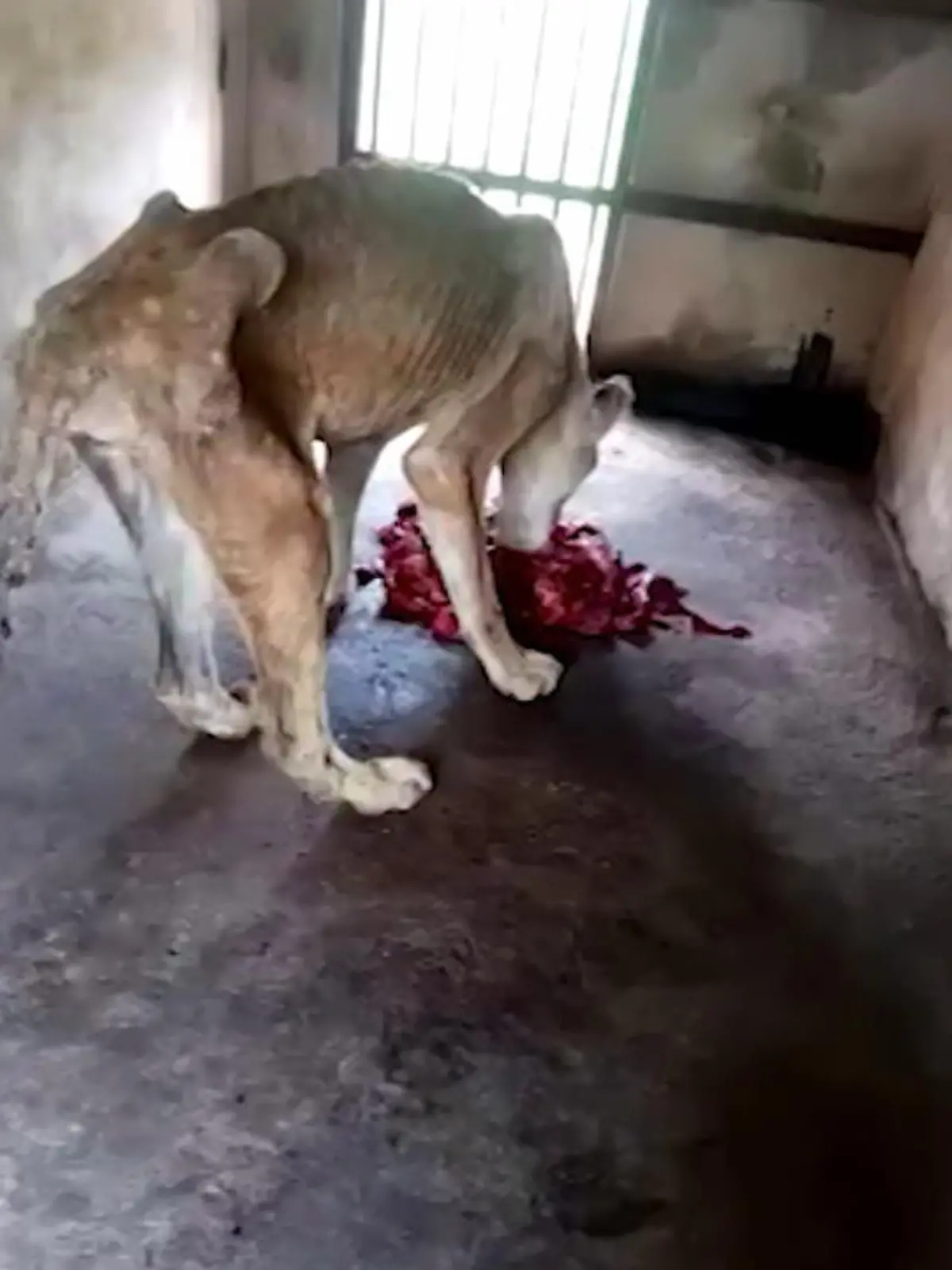 Abgemagert bis auf die Knochen! Eine Tierschutzorganisation hat zwei Löwen aus einem Zoo aus Nigeria gerettet. Die beiden Tiere waren in einem entsetzlich schlechten Zustand, wie diese Videoaufnahmen zeigen. Ein Besucher des Zoos hatte zuvor die Tierschutzorganisation „Wild at Life“ kontaktiert. Noch vor Ort gaben die Tierschützer den Löwen Futter und kümmerten sich danach um deren medizinische Versorgung – damit sie schnell wieder zu Kräften kommen.