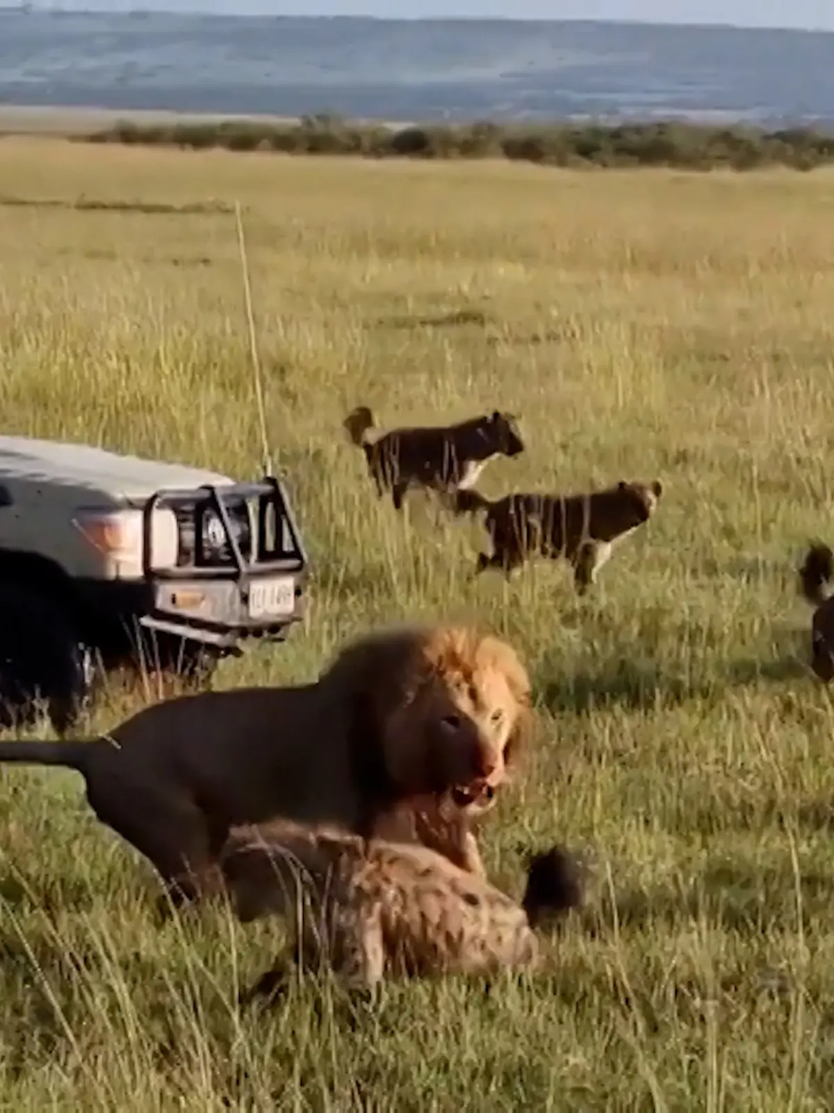 Ein Löwe greift eine der Hyänen an, im Hintergrund ein Safari-Bus
