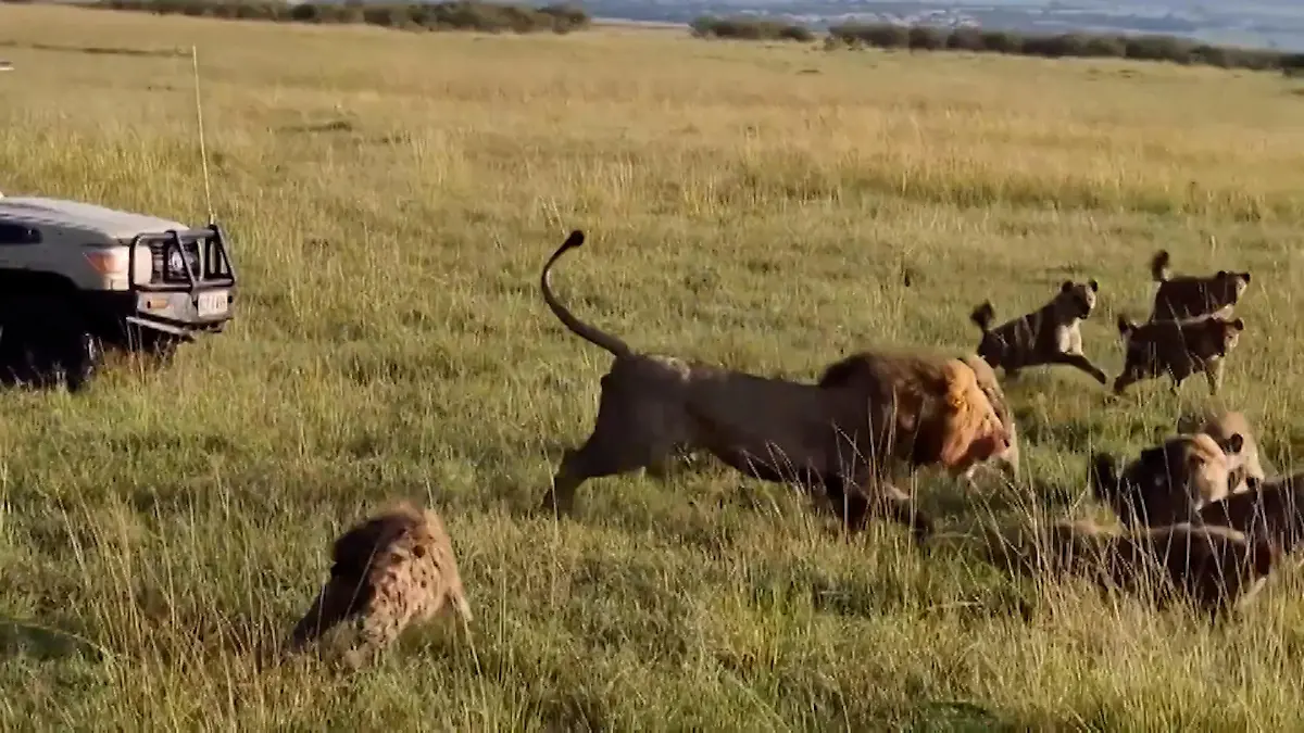 Machtkampf endet blutig! Löwe kämpft gegen 30 Hyänen, Safari-Touristen mittendrin